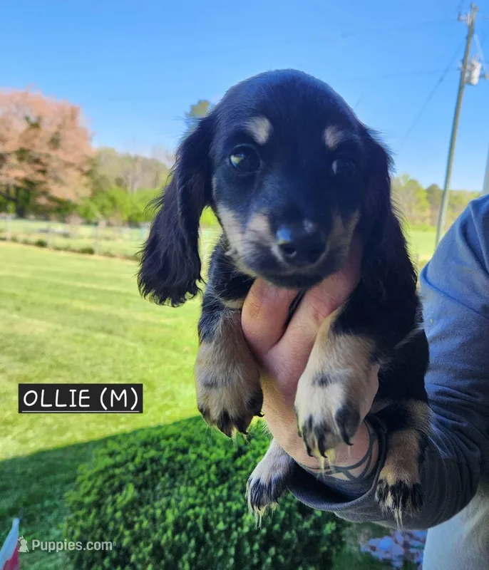 Ollie – Miniature Dachshund puppy for sale in Gainesville, GA