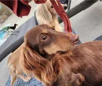 Ollie, a male Miniature Dachshund for sale in Gainesville, GA – 2 of 4