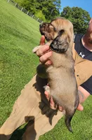 SAGE, a male Miniature Dachshund for sale in Gillsville, GA – 2 of 2