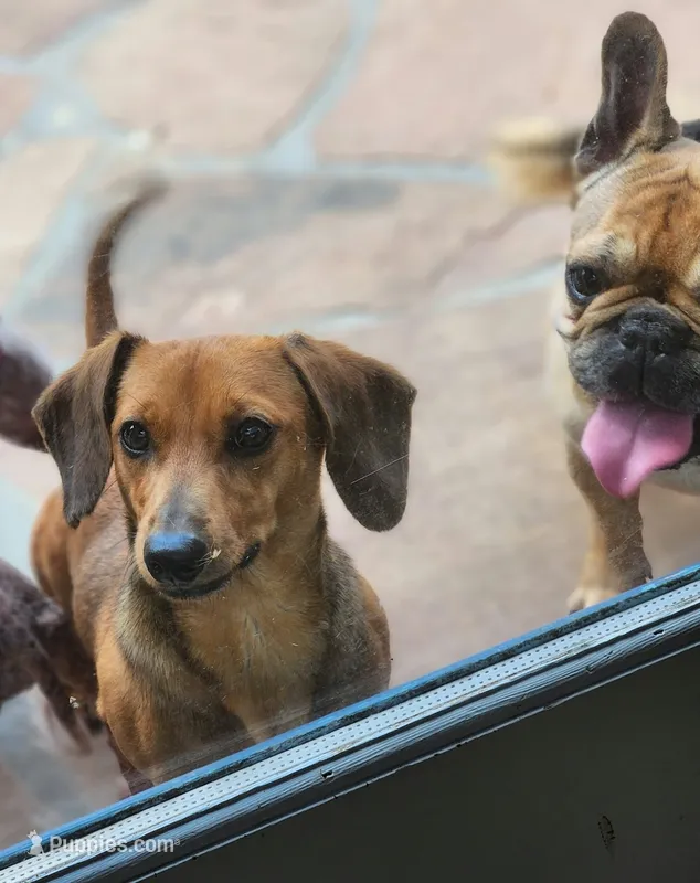 Lilliana  – Miniature Dachshund puppy for sale in Gillsville, GA