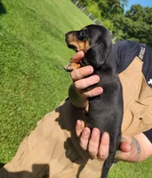TARRAGON , a male Miniature Dachshund for sale in Gillsville, GA – 2 of 3