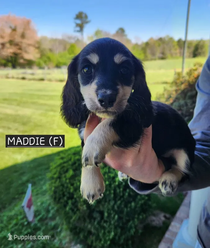 Maddie – Miniature Dachshund puppy for sale in Gainesville, GA