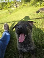 Peppy, a male German Shepherd Dog for sale in West Lafayette, OH – 4 of 5