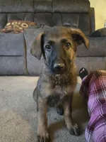 Gracy, a female German Shepherd Dog for sale in West Lafayette, OH – 6 of 6