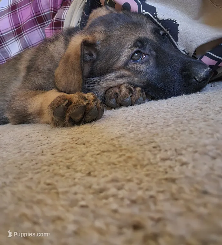 Gracy – German Shepherd Dog puppy for sale in West Lafayette, OH