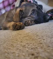 Gracy, a female German Shepherd Dog for sale in West Lafayette, OH – 1 of 6