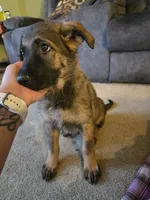 Gracy, a female German Shepherd Dog for sale in West Lafayette, OH – 4 of 6