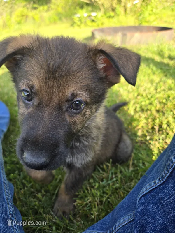 Peppy – German Shepherd Dog puppy for sale in West Lafayette, OH
