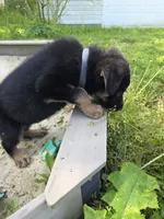 Alex, a male German Shepherd Dog for sale in West Lafayette, OH – 4 of 10
