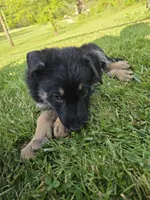 Buddy, a male German Shepherd Dog for sale in West Lafayette, OH – 4 of 7