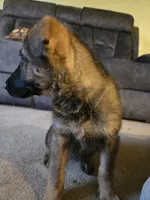 Gracy, a female German Shepherd Dog for sale in West Lafayette, OH – 5 of 6