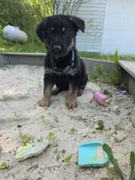Alex, a male German Shepherd Dog for sale in West Lafayette, OH – 7 of 10