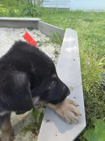 Alex, a male German Shepherd Dog for sale in West Lafayette, OH – 3 of 10