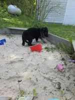 Alex, a male German Shepherd Dog for sale in West Lafayette, OH – 8 of 10