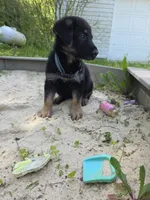 Alex, a male German Shepherd Dog for sale in West Lafayette, OH – 2 of 10