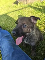 Peppy, a male German Shepherd Dog for sale in West Lafayette, OH – 3 of 5