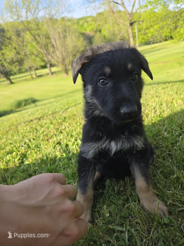 Buddy – German Shepherd Dog puppy for sale in West Lafayette, OH