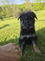 Buddy, a male German Shepherd Dog for sale in West Lafayette, OH – 1 of 7