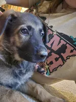 Gracy, a female German Shepherd Dog for sale in West Lafayette, OH – 3 of 6