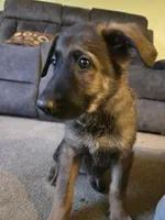 Gracy, a female German Shepherd Dog for sale in West Lafayette, OH – 2 of 6