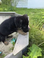 Alex, a male German Shepherd Dog for sale in West Lafayette, OH – 10 of 10
