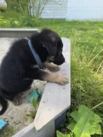 Alex, a male German Shepherd Dog for sale in West Lafayette, OH – 9 of 10