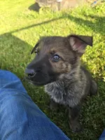 Peppy, a male German Shepherd Dog for sale in West Lafayette, OH – 5 of 5