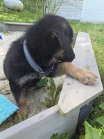Alex, a male German Shepherd Dog for sale in West Lafayette, OH – 5 of 10