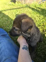 Peppy, a male German Shepherd Dog for sale in West Lafayette, OH – 2 of 5