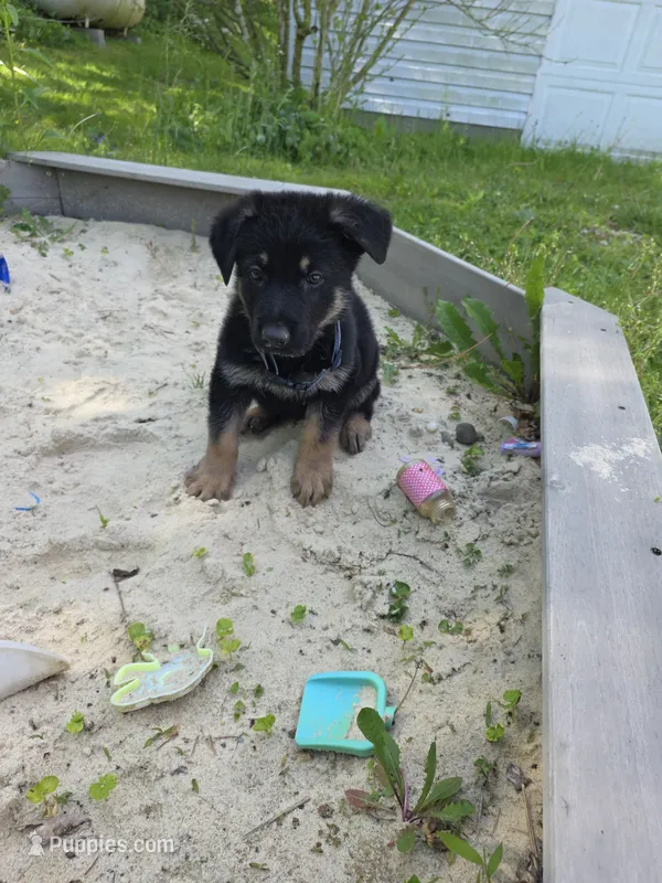 Alex – German Shepherd Dog puppy for sale in West Lafayette, OH