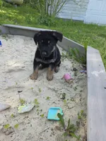 Alex, a male German Shepherd Dog for sale in West Lafayette, OH – 1 of 10