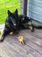 No name, a male German Shepherd Dog for sale in Linton, IN – 3 of 8