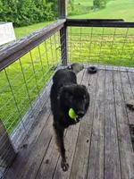 No name, a male German Shepherd Dog for sale in Linton, IN – 5 of 8