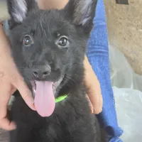 No name, a male German Shepherd Dog for sale in Linton, IN – 4 of 8