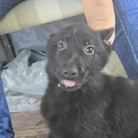 No name, a male German Shepherd Dog for sale in Linton, IN – 2 of 8