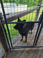 No name, a male German Shepherd Dog for sale in Linton, IN – 6 of 8