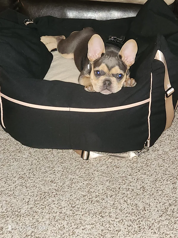 Bailey – French Bulldog puppy for sale in Hampton, VA
