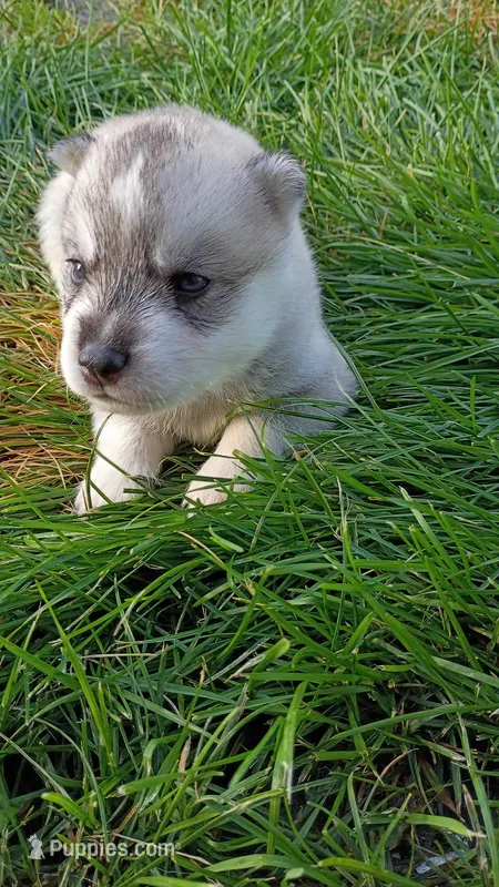 Male #1 – Siberian Husky puppy for sale in Sioux Falls, SD