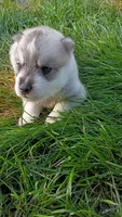 Male #1, a male Siberian Husky for sale in Sioux Falls, SD – 1 of 2