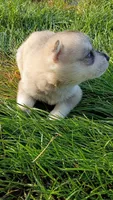 Male #1, a male Siberian Husky for sale in Sioux Falls, SD – 2 of 2