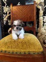 Rex, a male Shih Tzu for sale in Milwaukee, WI – Photo 2 of 7