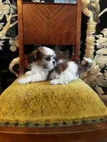 Rex, a male Shih Tzu for sale in Milwaukee, WI – Photo 5 of 7