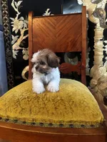 Rex, a male Shih Tzu for sale in Milwaukee, WI – Photo 4 of 7
