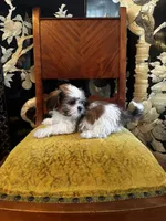 Rex, a male Shih Tzu for sale in Milwaukee, WI – Photo 7 of 7