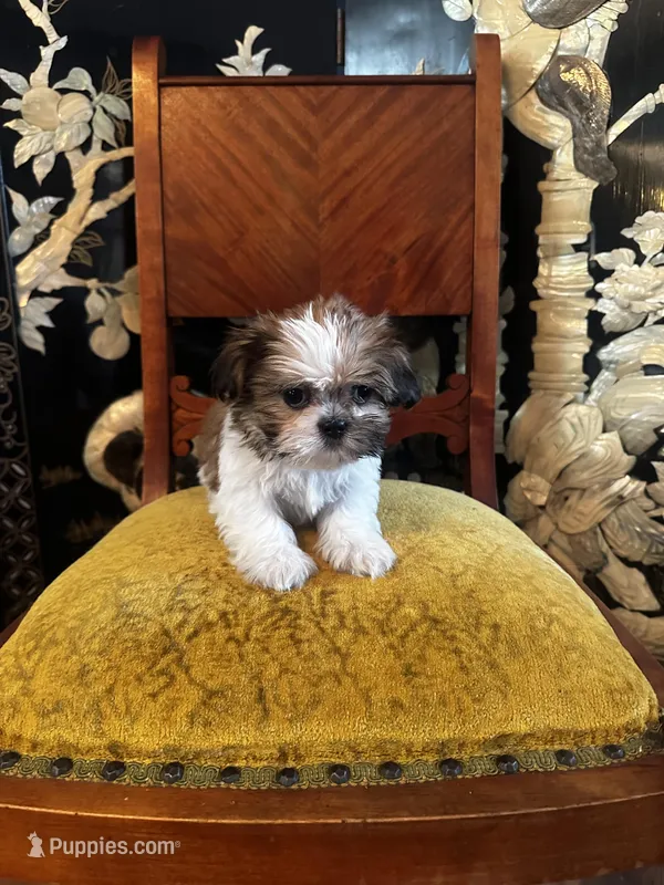 Rex – Shih Tzu puppy for sale in Milwaukee, WI