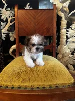 Rex, a male Shih Tzu for sale in Milwaukee, WI – Photo 1 of 7