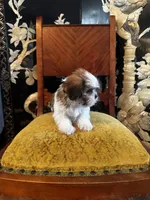 Rex, a male Shih Tzu for sale in Milwaukee, WI – Photo 3 of 7