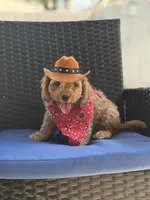 Woody, a male Cavapoo for sale in Conroe, TX – 5 of 6
