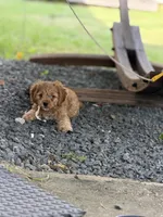 Woody, a male Cavapoo for sale in Conroe, TX – 4 of 6