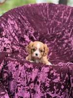 Akc red, a female Cavalier King Charles Spaniel for sale in Miami, FL – 3 of 5